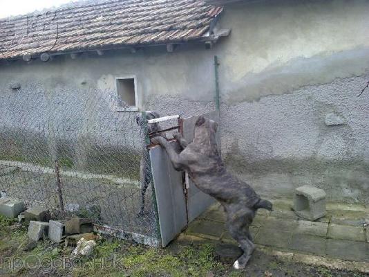 PoulaTo: cane corso